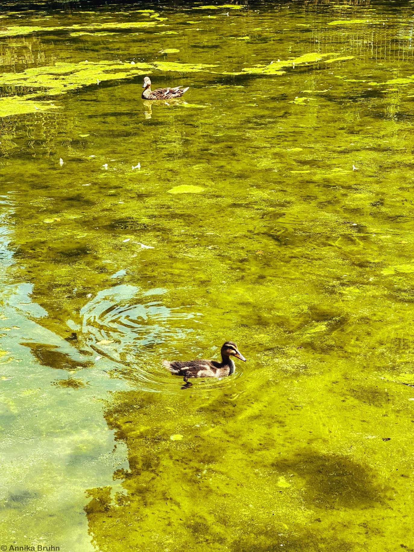 Entenküken auf dem Teich